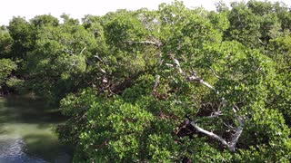 Anhinga at Estero Bay