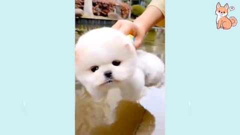 Cute Puppies Funny and Smart Dogs Compilation videos