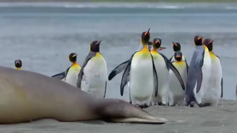 The penguins do not know that they are a hassle