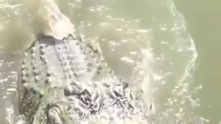 How to feed a crocodile