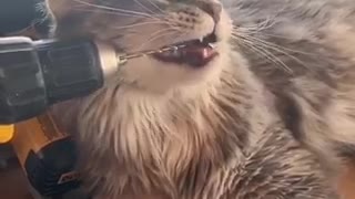 Cat Chews on Drill Bit