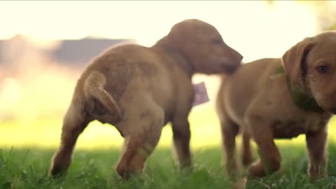 Dogs Stock footage | 4K