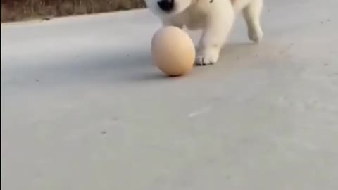 Cute Puppy Plays Egg as Football