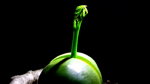 Germination Time Lapse of a Giant Rainforest Tree Seed