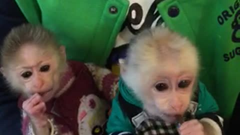 Two little monkeys dressed like humans