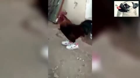 Funny Chicken in Shoe