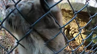 Siberian Lynx Purring