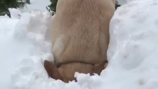 Brown dog digging hole inside of snow