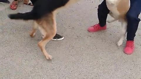 "pitbull attack" on German Shepherd 🔥🔥