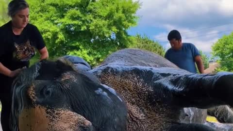 It takes a lot of people to bathe an elephant