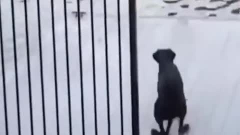 Cute dog Videos 🐶