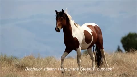 Amazing wild horse