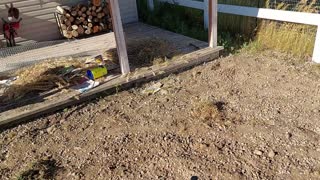 Wow! Check Out the Difference Around Our Barn After Massive Weeds Taken Out.