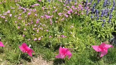 purple and pink flowers