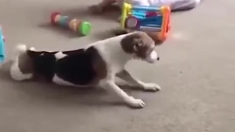 Funny baby vs dog
