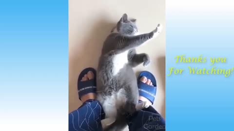 New Amazing cats in song Funny Entertainment Video 2021 | Silent Comedy