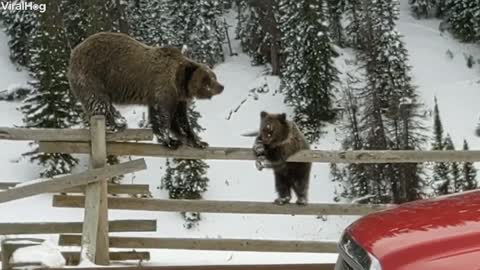 Bears Balance On Fence