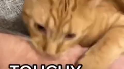 No touchy touchy 😂😂😂 FUNNY CAT VIDEO #shorts