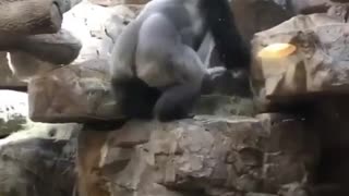 Alfa male gorilla breaks up fight between youngster