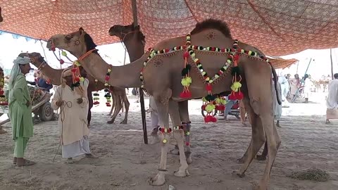 camel mandi 2024 - camel mandi karachi 2024