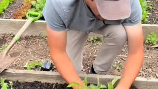 Best way to plant tomatoes