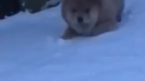 Funny Video of a Chow Puppy's First Time Seeing Snow