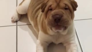 Shar Pei puppy adorably confused by treat
