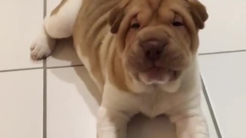 Shar Pei puppy adorably confused by treat