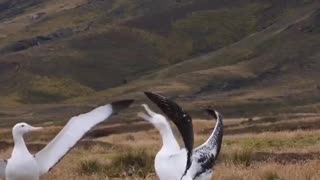 Albatross marriage ritual.