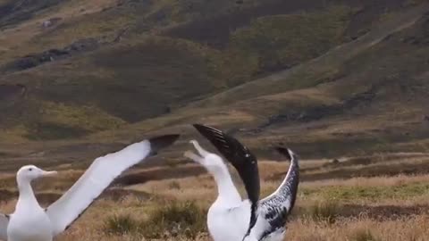 Albatross marriage ritual.