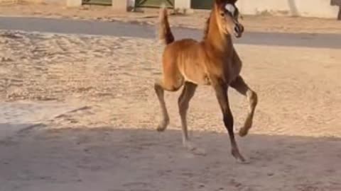 ARABIC HORSE IN TREND 2022