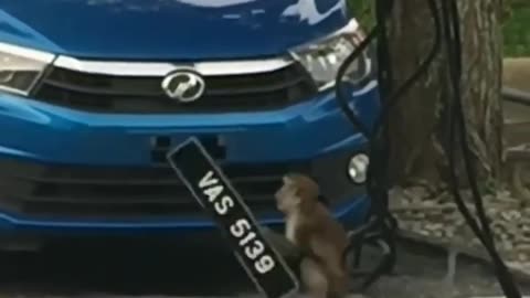 Monkey looking for car🥰🐒🐒