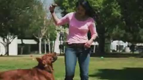 Dog training vedio #dog