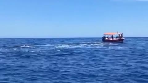 Orcas whales showing off for camera