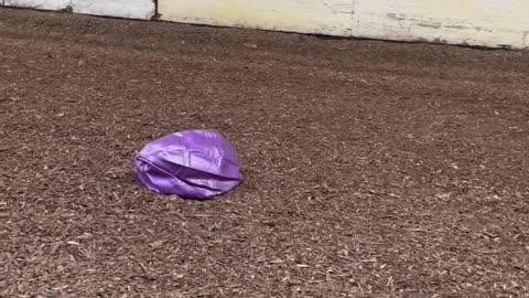 Horse Meets and Defeats Purple Exercise Ball
