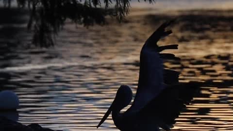 egrets