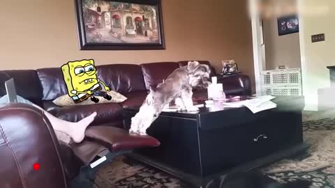 Spongebob Rides a Crazy Dog