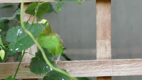 Parrot in the garden home