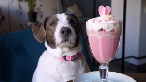 Funny Dog Sitting In Cafe With Pink Latte