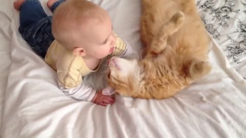 cats likes babies
