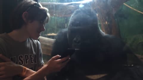 He showed a gorilla photos of other gorillas on Mobile Phone