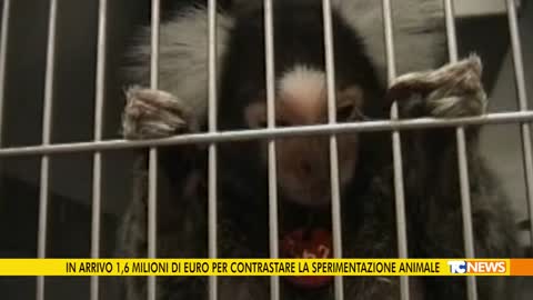 In arrivo 1,6 milioni di euro per contrastare la sperimentazione animale