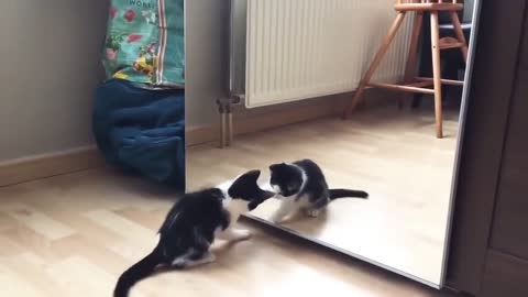 Funny Cat And mirror Video|Funny video q