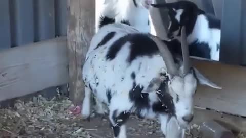 Goat fail compilation it's so funny ..