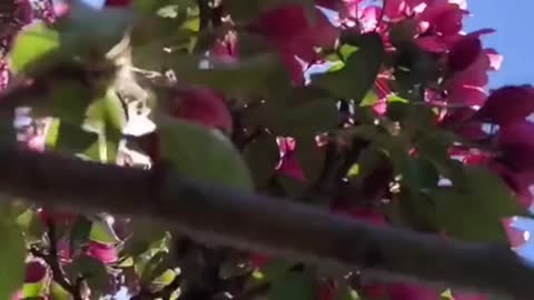 Blooming trees in spring in Canada