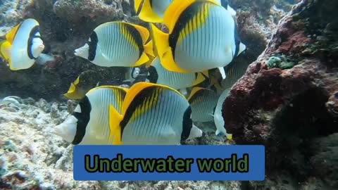 Beautiful underwater world in Thailand