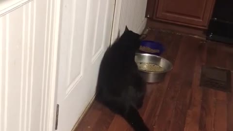 Cat Makes It Crystal Clear It Wants To Go Outside