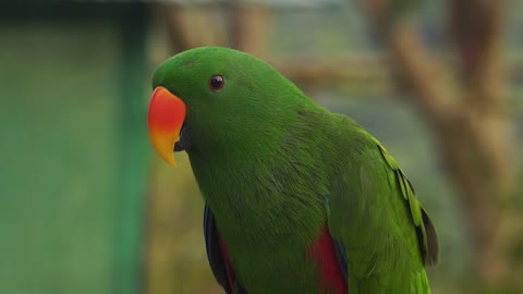 Green Parrot with Orange Beak Close up