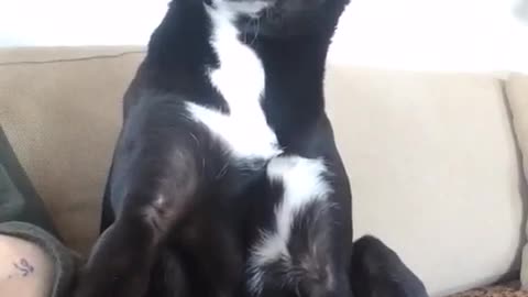 Black dog plays with keyboard