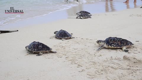 El espectáculo de la liberación de las tortugas carey en Isla Arena.